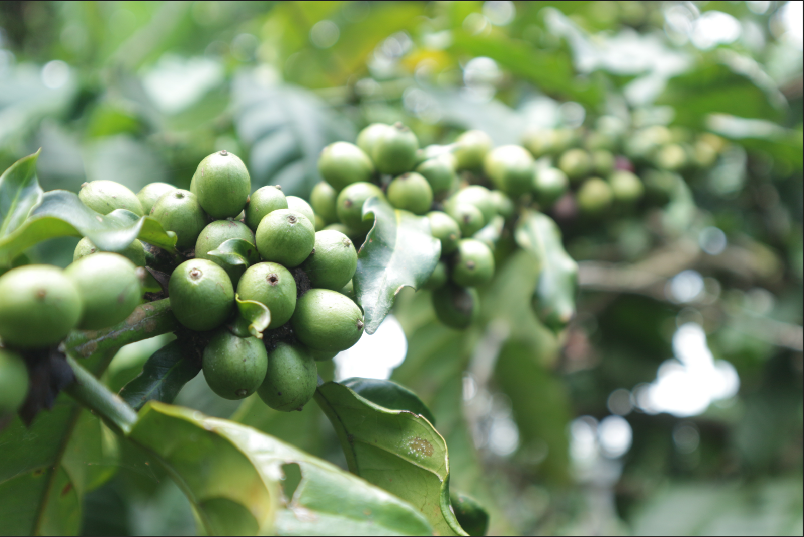 Kebun Kopi